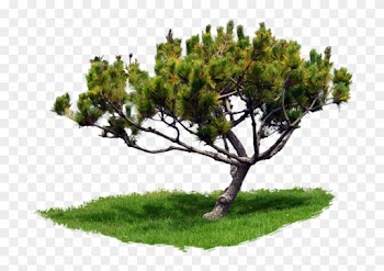 Tree With Grass Pine At Park Png Dsc 0146 By Annamae22 - Tree With Grass Png