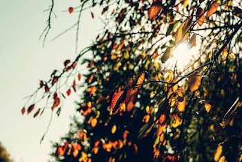 Tree With Leaves