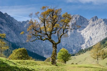 tree with mountain background