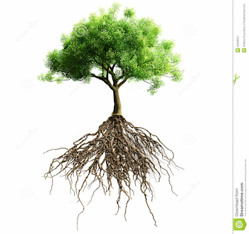 Tree with roots isolated. stock image. Illustration of agriculture ...