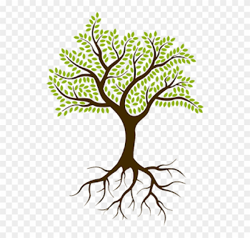 Tree With Roots No Background, HD Png Download - 528x719(#2949044 ...