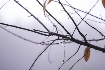 Tree With Water Dews