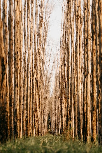 Tree Without Leaf