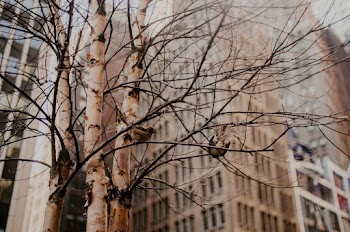 Tree Without Leaves