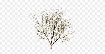 Tree Without Leaves