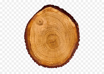 Tree Wood Trunk Cross section Dendrochronology - Oak tree trunk 