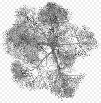 Tree Woody plant - arboles 