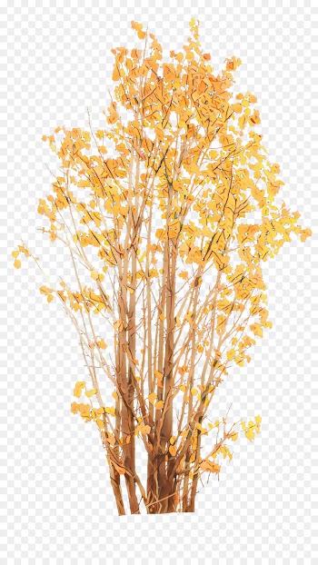 tree yellow branch plant woody plant