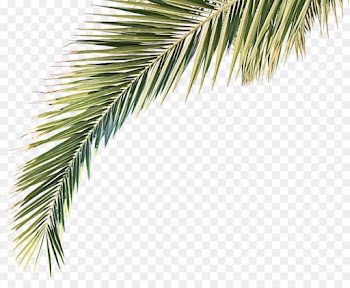 tree yellow fir oregon pine white pine red pine