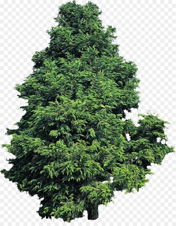 tree yellow fir shortleaf black spruce plant woody plant