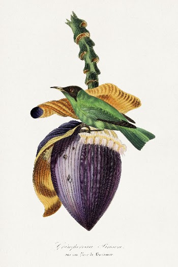 Treecreeper bird painting, Le Jardin | Free Photo Illustration - rawpixel