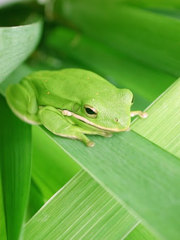 treefrog1.jpg