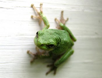treefrog1017754.jpg