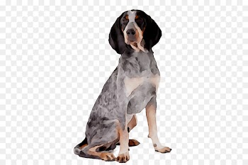 Treeing Walker Coonhound Black and Tan Coonhound English Foxhound Finnish Hound Schweizer Laufhund -  