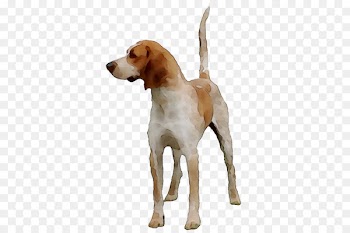 Treeing Walker Coonhound English Foxhound American Foxhound Beagle-Harrier -  