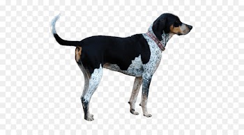 Treeing Walker Coonhound English Foxhound American Foxhound Black and Tan Coonhound Harrier - coonhound flag 