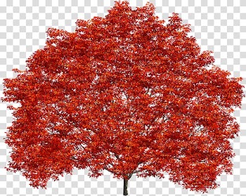 Treelet Shrub Maple leaf Northern Red Oak, red maple transparent background PNG clipart