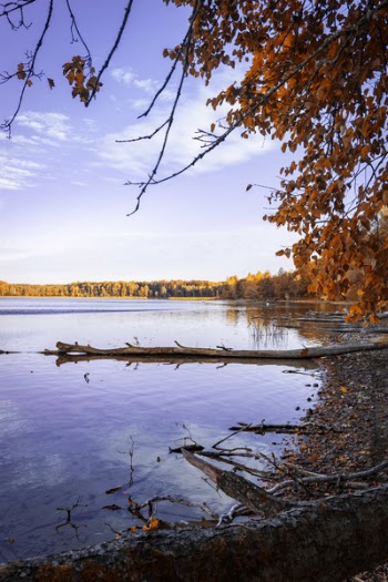 Treeline Across Body of Water Under White and Blue Sky Photo