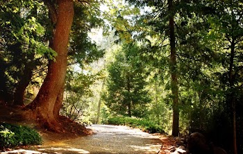 Trees