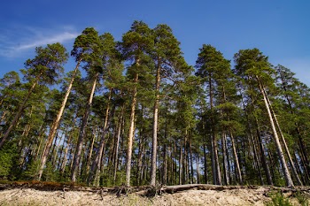 Trees