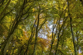 Trees