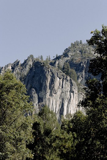 Trees Across Gray Mountain