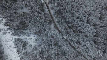 trees aerial photography