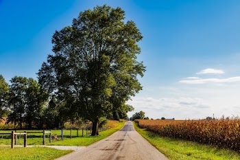 Trees Against Sky
