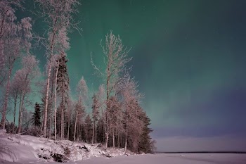 trees and aurora lights photyo