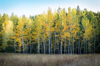 trees and brown grass field in forest nature photography
