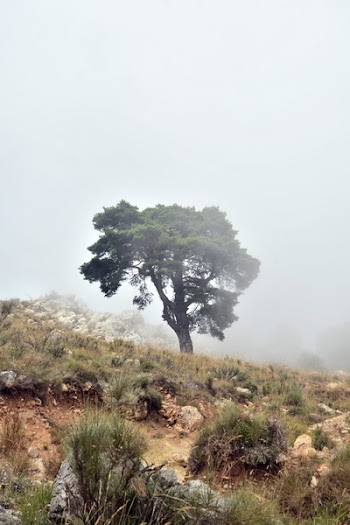 Trees and Fog