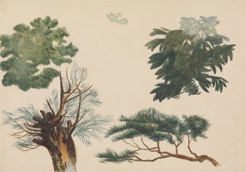 Trees and Foliage | Free Photo - rawpixel