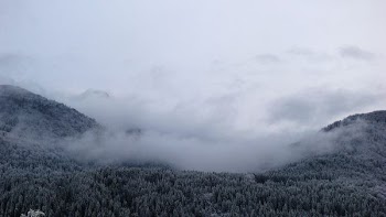 trees and hill coated with fog during daytime