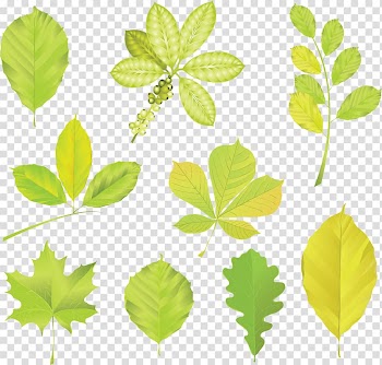 Trees and Leaves Leaf , Leaf transparent background PNG clipart