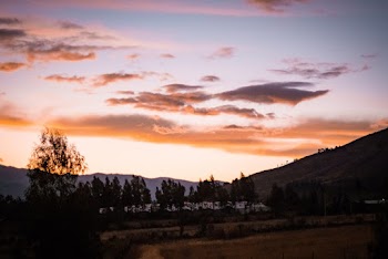 Trees and Mountain