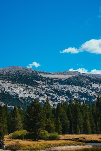Trees and Mountain