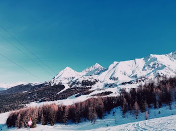 Trees And Mountain