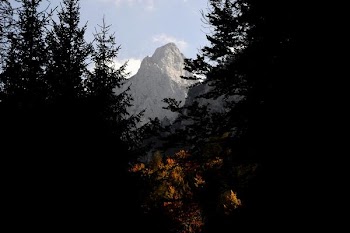 trees and mountain at daytime