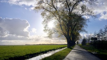 Trees and River