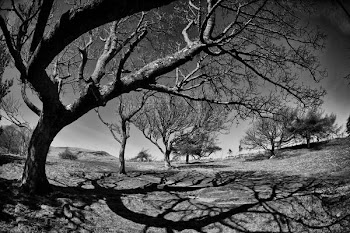 trees_and_shadows.jpg