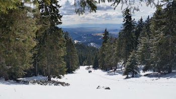 Trees and Snowfield