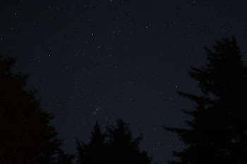 trees at night