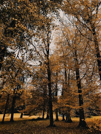 Trees at the Park Under Clear Sky