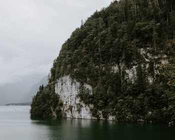 Trees Beside Body Of Water