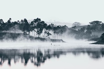 trees beside body of water