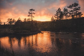 Trees Beside Body of Water