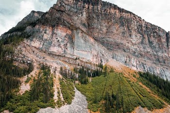 trees beside mountain cliff