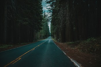 Trees Beside Road
