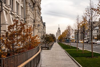 Trees Beside Road