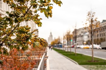 Trees Beside Road
